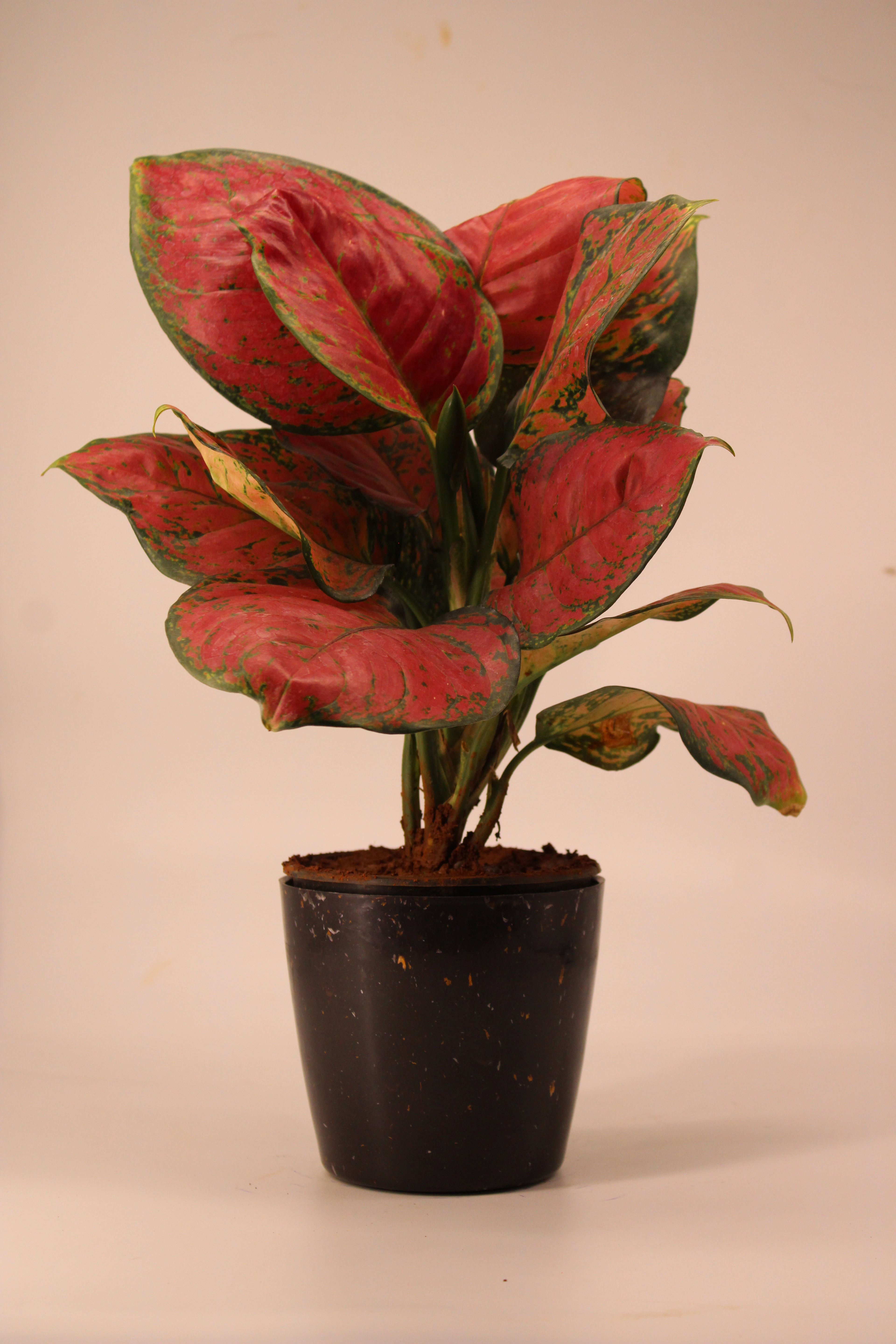 Aglaonema Pink Plant | Indoor Plant | Good Luck Plant | Pack of 1