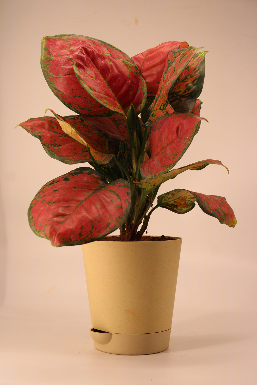 Aglaonema Pink Plant | Indoor Plant | Good Luck Plant | Pack of 1