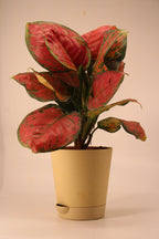 Aglaonema Pink Plant | Indoor Plant | Good Luck Plant | Pack of 1