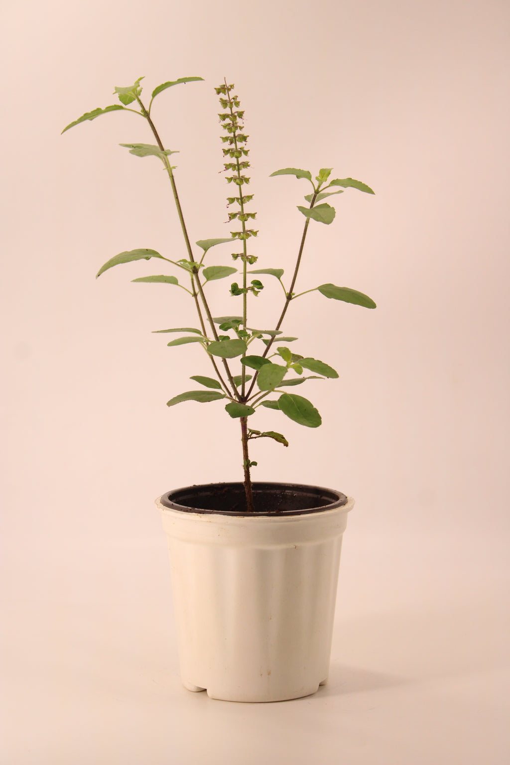 Plantkind Tulsi Plant | Ayurvedic Herbal Plant | 1 Live Plant