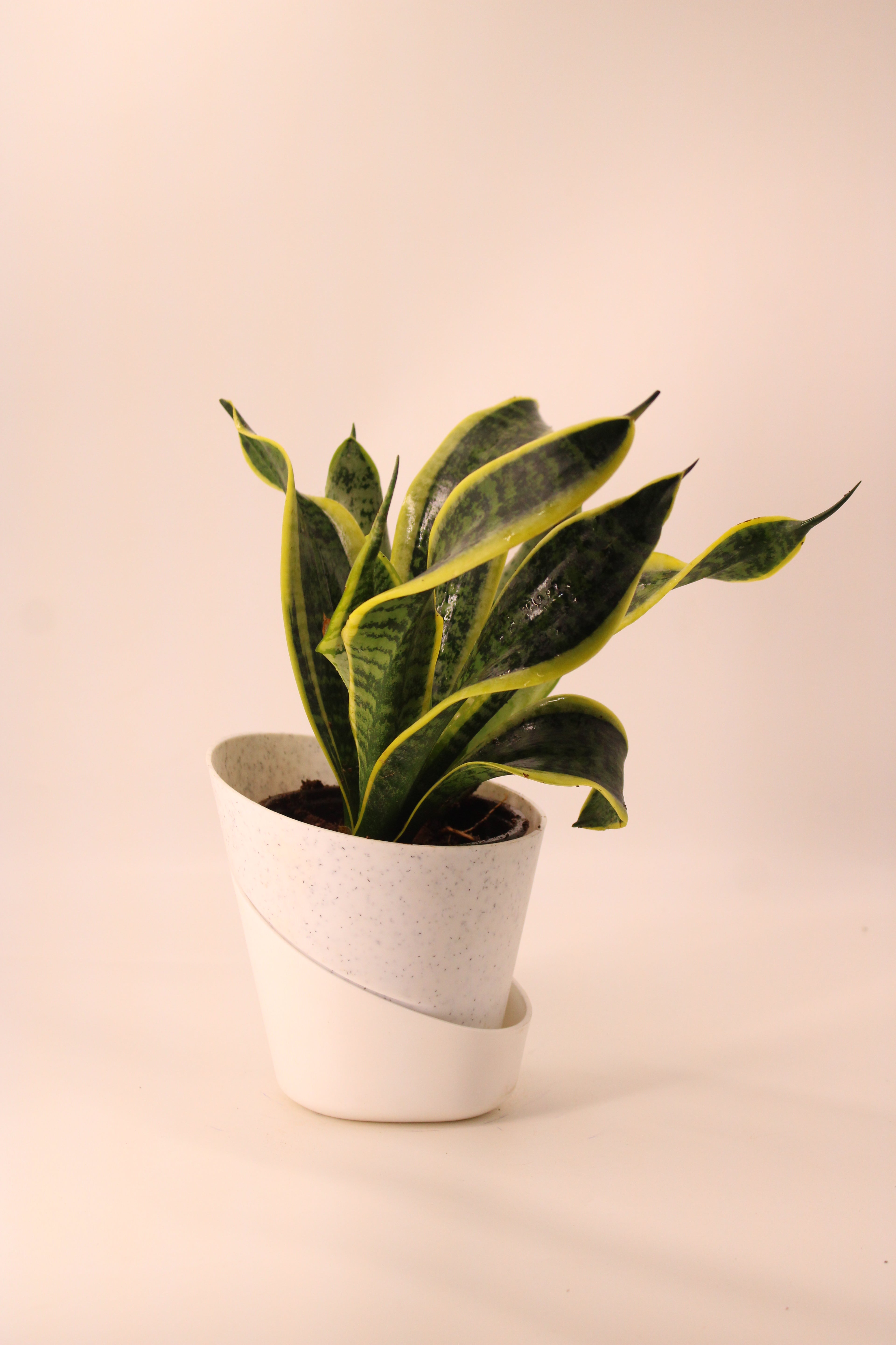 Snake Plant - Futura Superba | Air Purifying Plant | Indoor Plant | 1 Live Plant