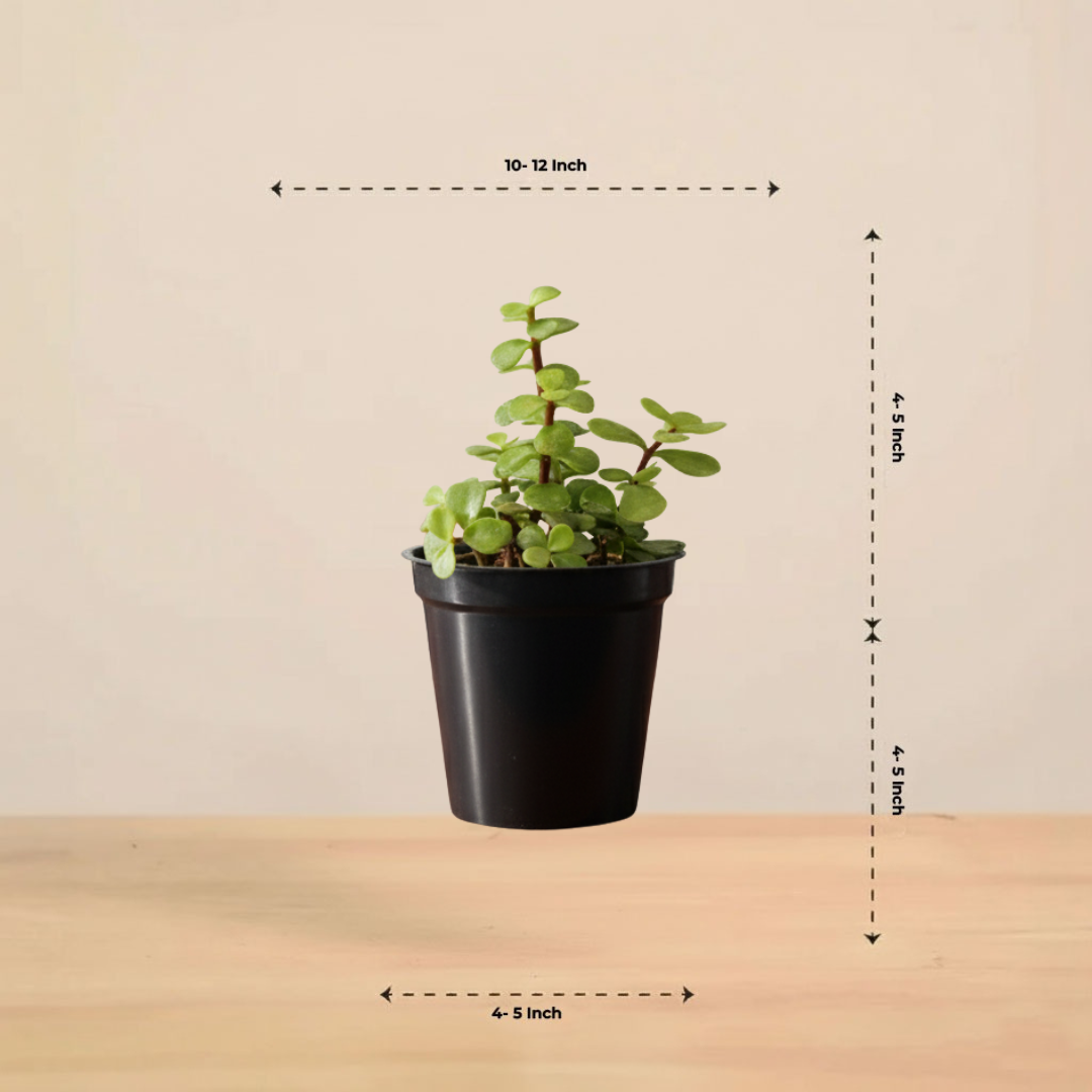 Jade Plant for Home & Office | Low-Maintenance | With Grow Pot