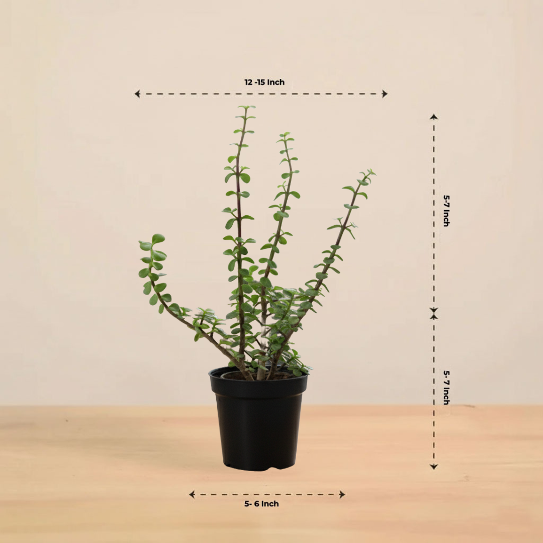 Jade Plant for Home & Office | Low-Maintenance | With Grow Pot