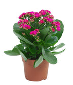 Kalanchoe Plant - Pink