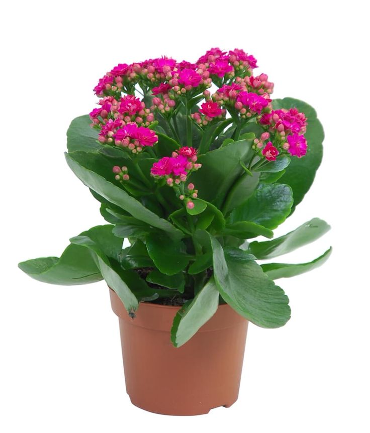 Kalanchoe Plant - Pink