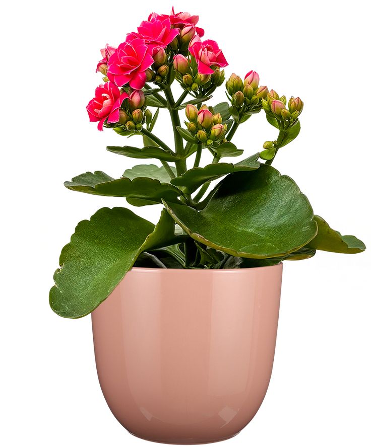 Kalanchoe Plant - Pink