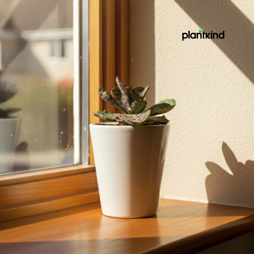 Kalanchoe Succulent Plant | Indoor Plant | Succulent Plant | 1 Live Plant