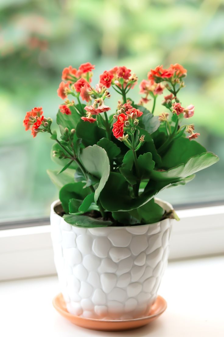Kalanchoe Plant - Red