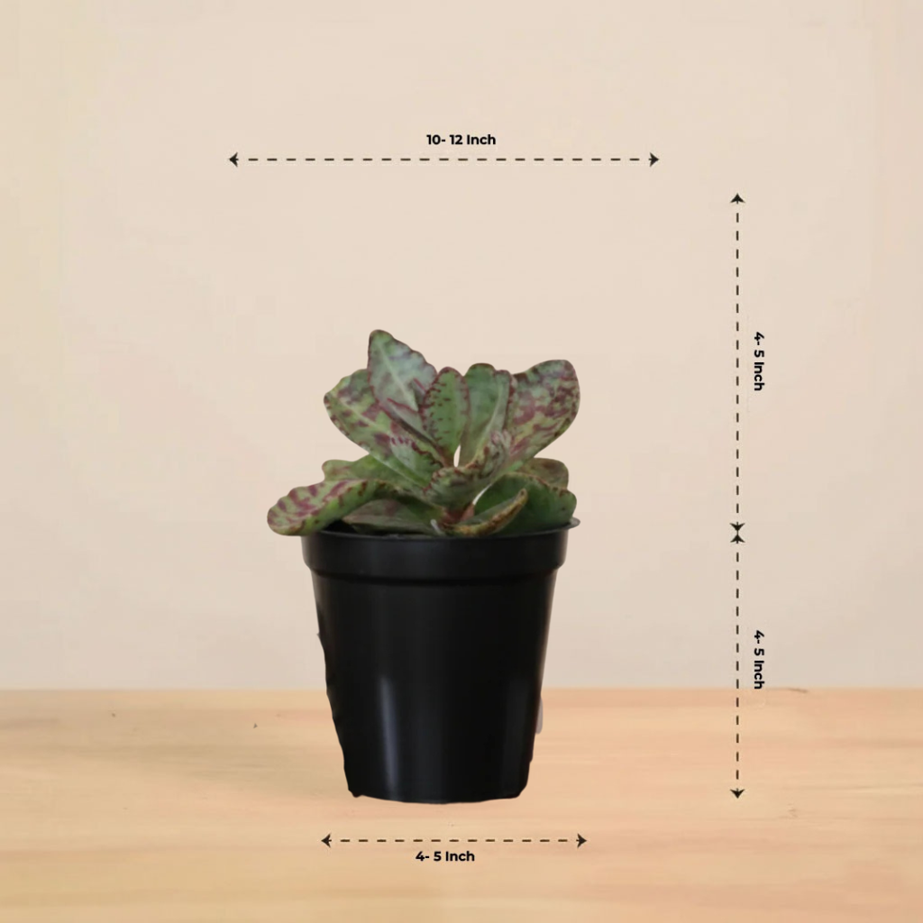Kalanchoe Succulent Plant | Indoor Plant | Succulent Plant | 1 Live Plant
