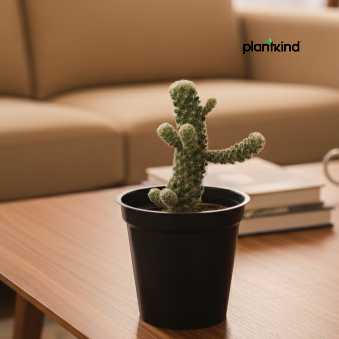 Lady Finger cactus Plant | Cactus Plant | 1 Live Plant
