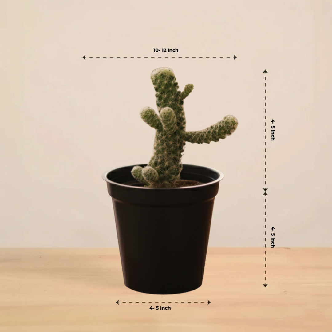 Lady Finger cactus Plant | Cactus Plant | 1 Live Plant