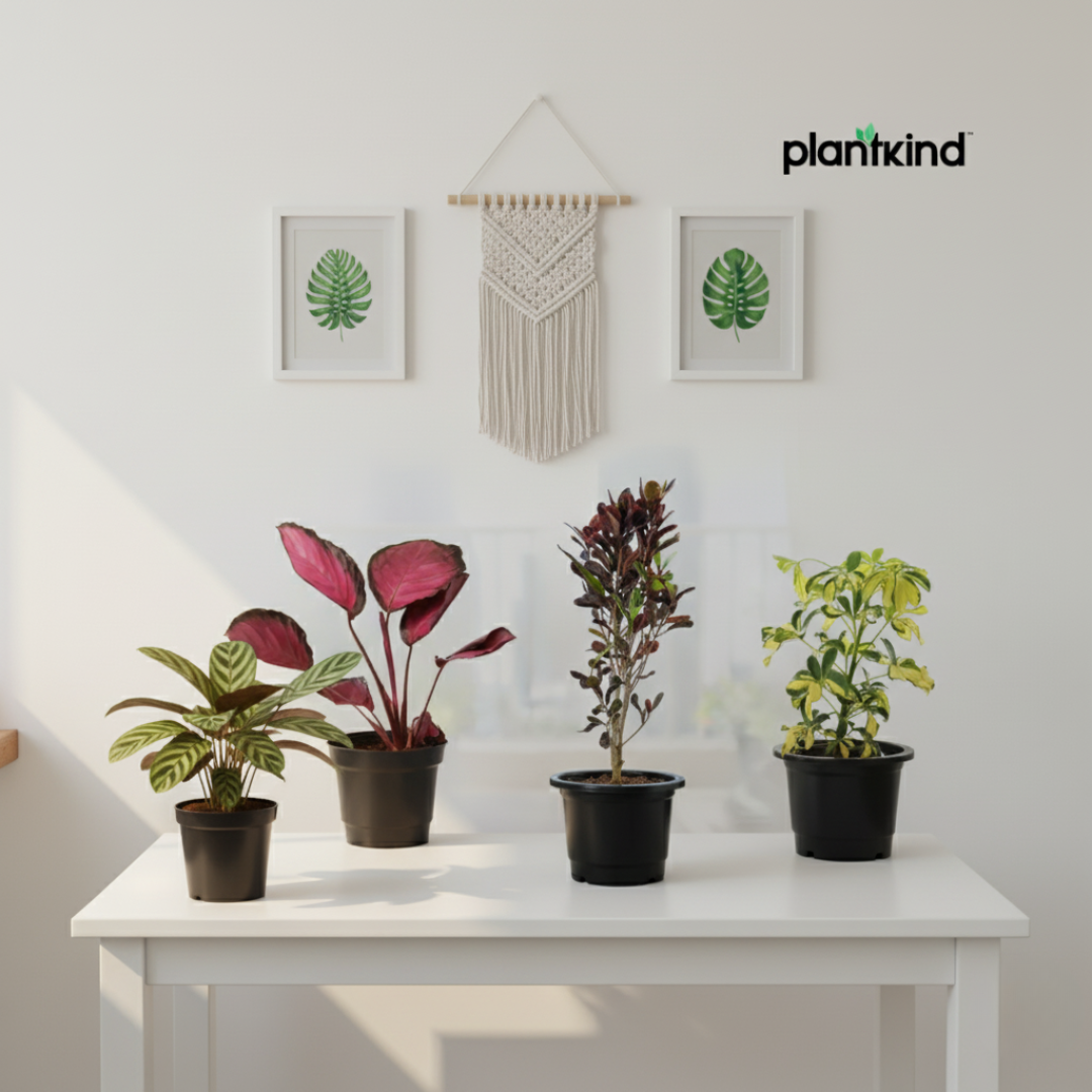 Leaf Art Combo | Indoor Plant | Decorative Foliage Plants | Combo Of 4 Medium Plant