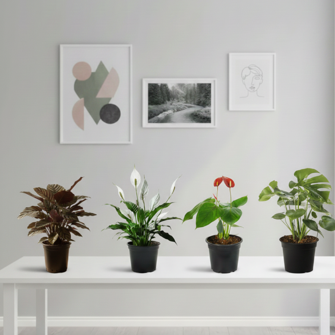 Leaf Bloom Fusion | Indoor Plant | Combo of 4