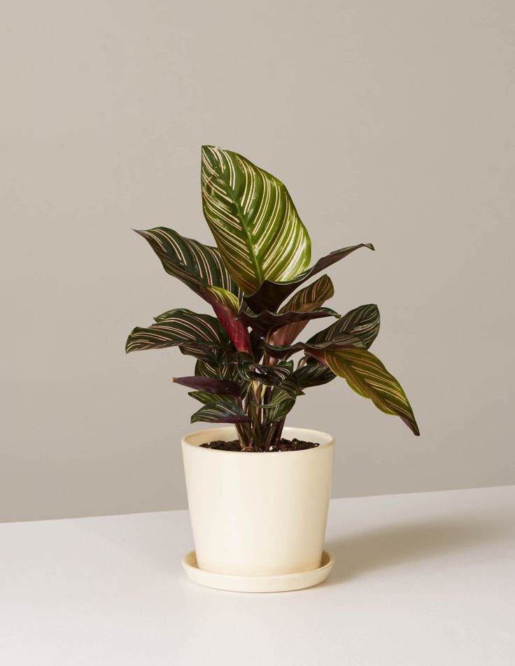 Calathea Sanderiana | Indoor Plants | Low Maintenance Plant | Pack Of 1