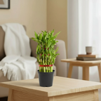 Lucky Bamboo Plant | 3 Layer – Bring Prosperity & Positive Vibes Home|Pack of 1 with Grow Pot