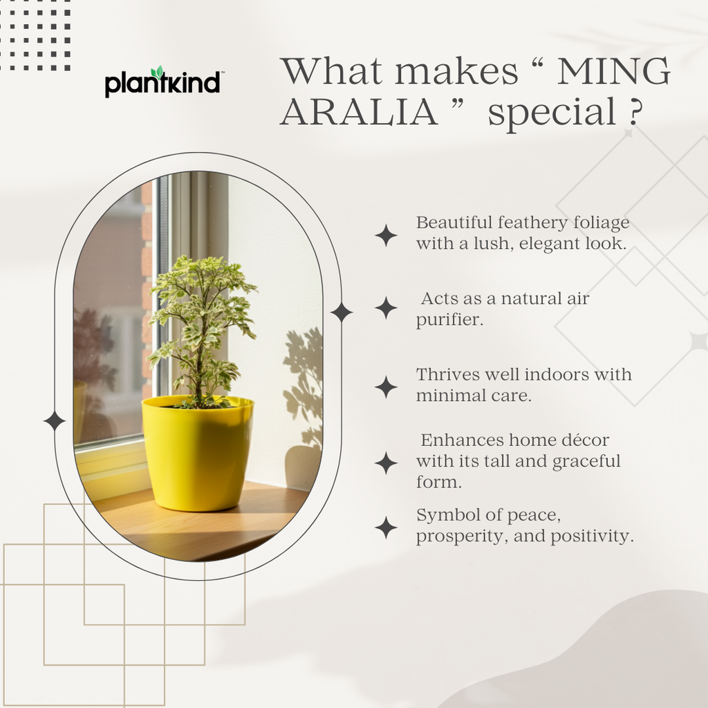 Ming Aralia Plant | Indoor Plant | 1 Live Plant | Small