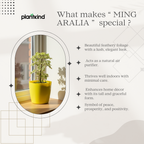 Ming Aralia Plant | Indoor Plant | 1 Live Plant | Small