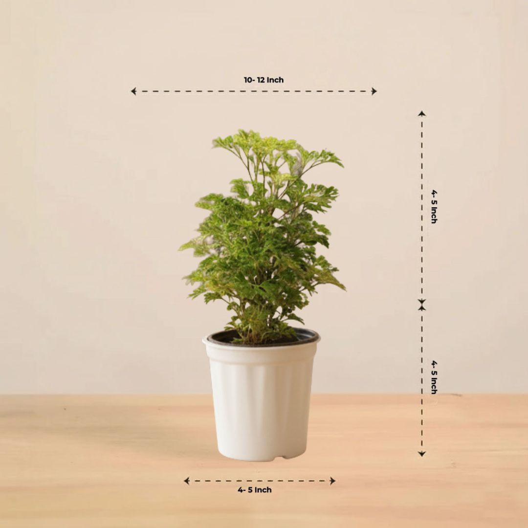 Ming Aralia Plant | Indoor Plant | 1 Live Plant | Small