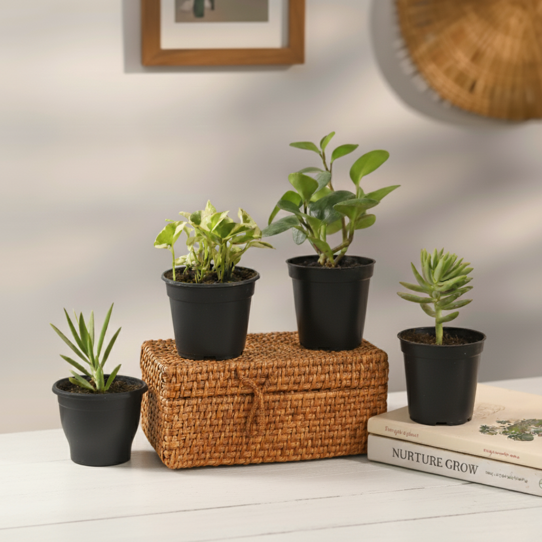 Mini Luxe Green Set | Indoor Plants | Combo Of 4