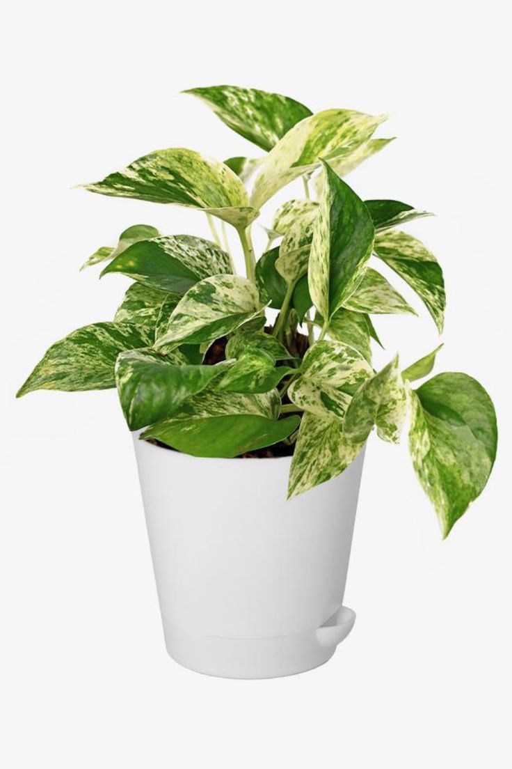Marble Money Plant| Live Plants |Indoor| outdoor Plant Pack of 1