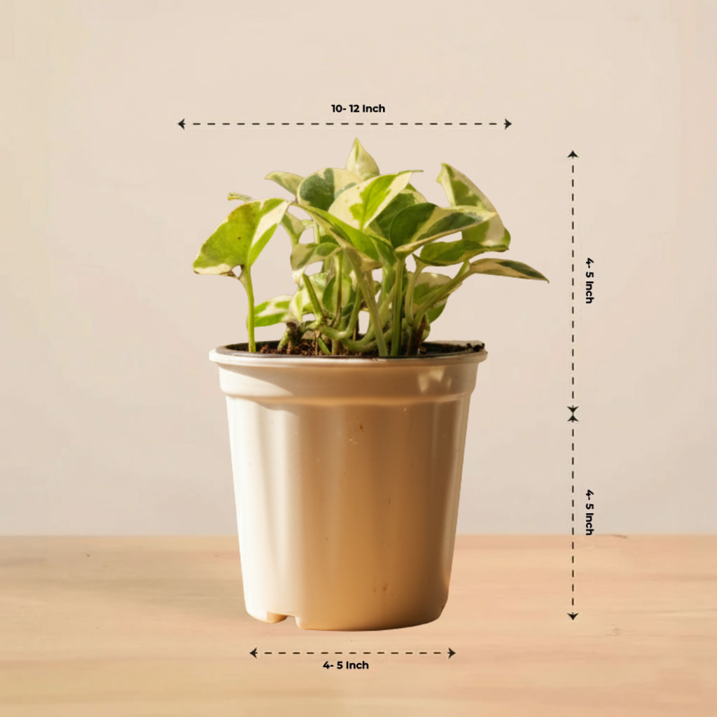 Money Plant N'joy | Indoor Plant | Climbing Plant | 1 Live Plant | Small