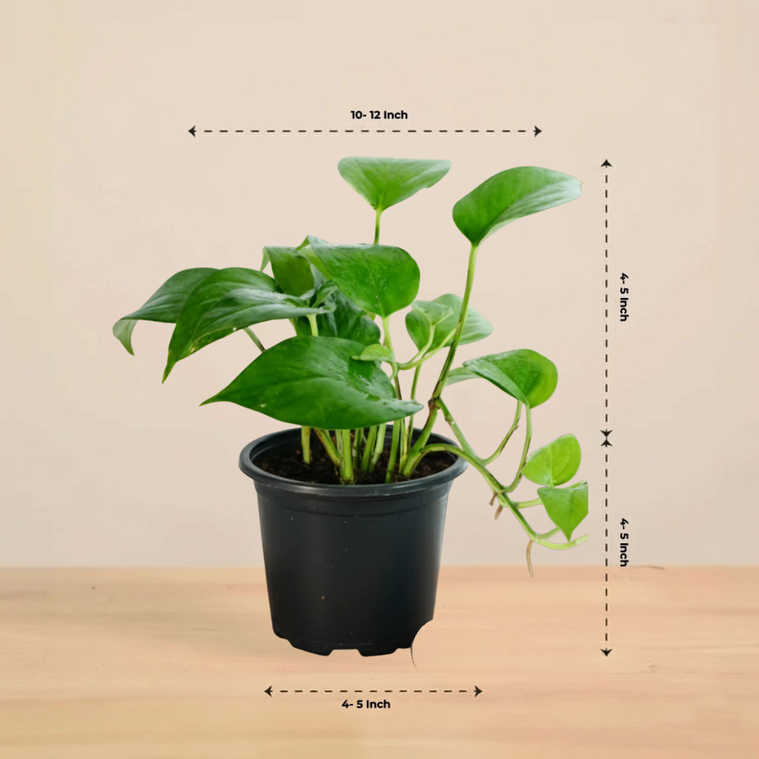 Money Plant Variegated | Lush Luck Money Plant |Indoor Plants|  1 Live Plant | Small