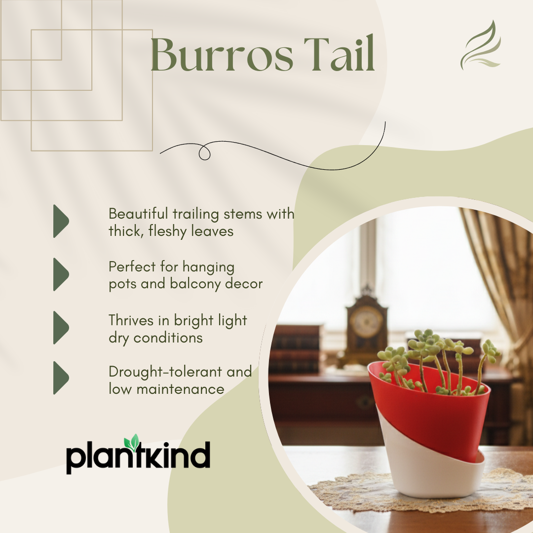 Burros Tail Succulent | Indoor Plant | 1 Live Plant
