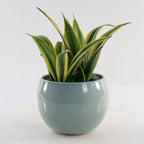 Sansevieria Gold Flame Snake Plant