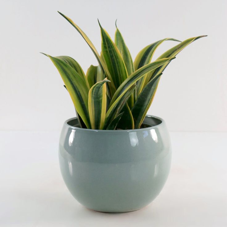 Sansevieria Gold Flame Snake Plant