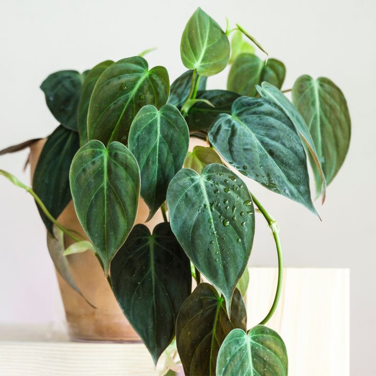 Philodendron Micans Plant