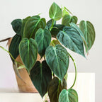 Philodendron Micans Plant