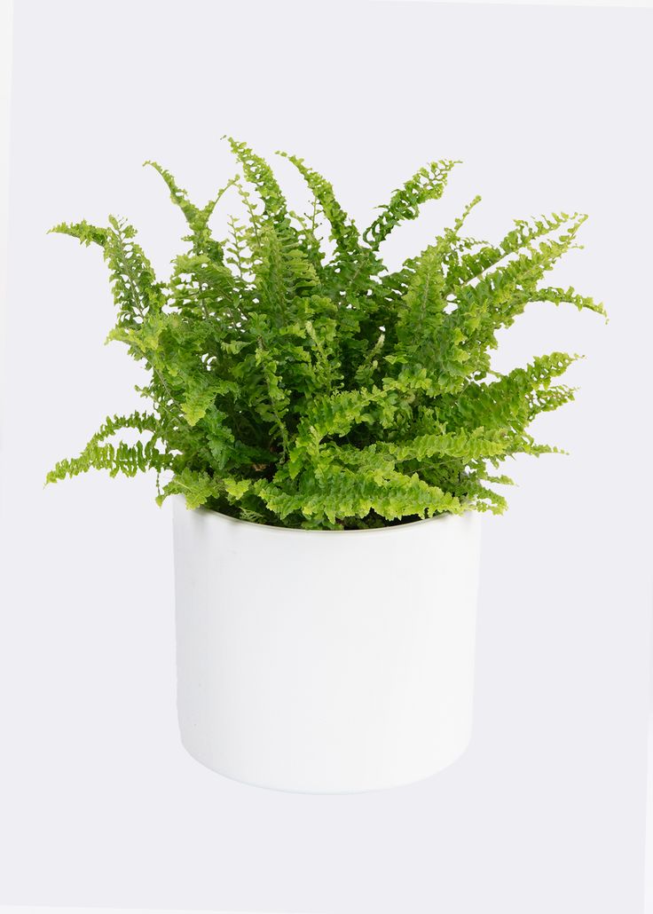 Green Fern| Bird Nest Live | Indoor Plants Pack of 1