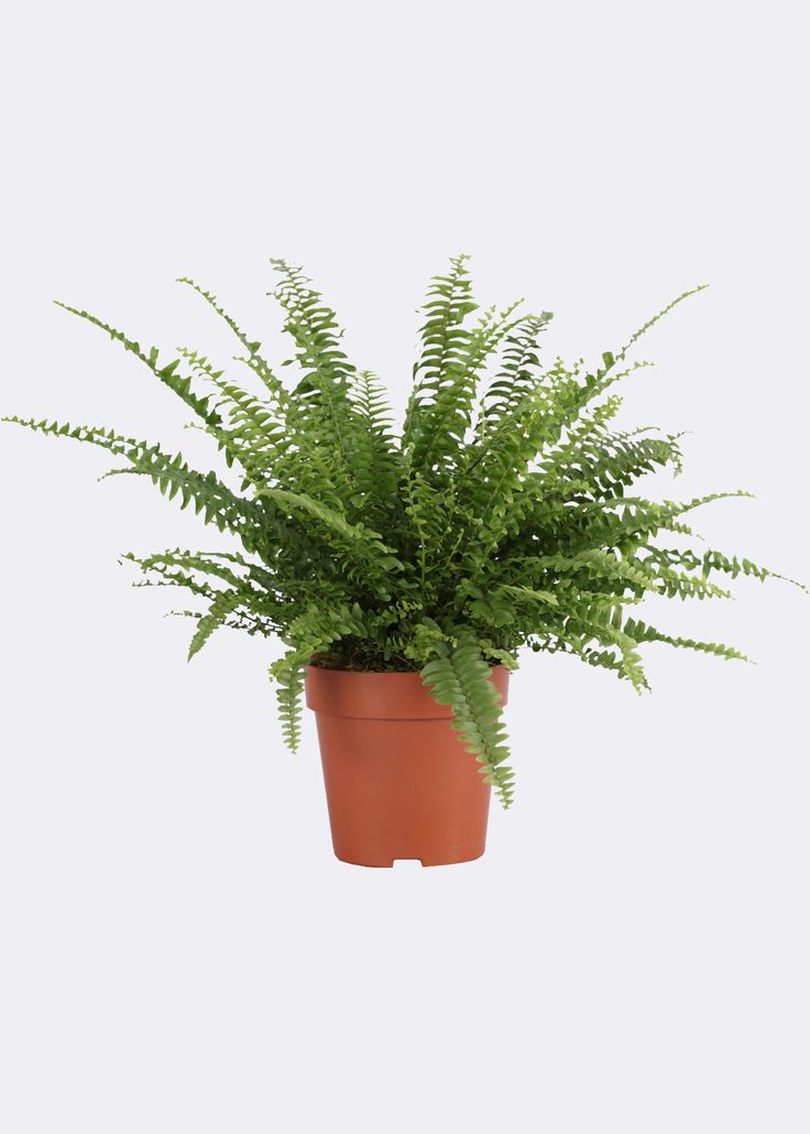 Green Fern| Bird Nest Live | Indoor Plants Pack of 1
