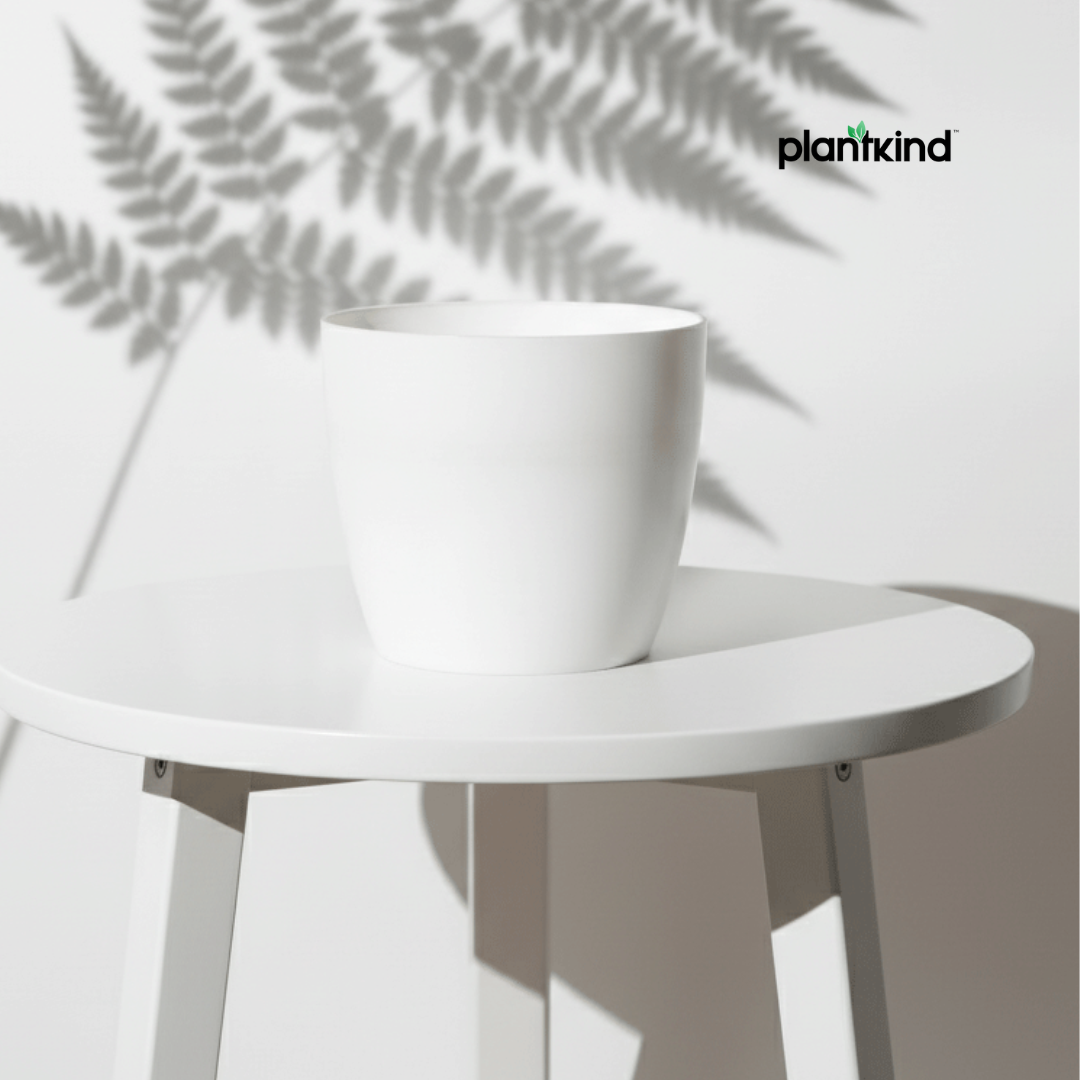 Plantkind Divinity Cera 4 Inch Pot | Plastic Pot | Pack Of 1