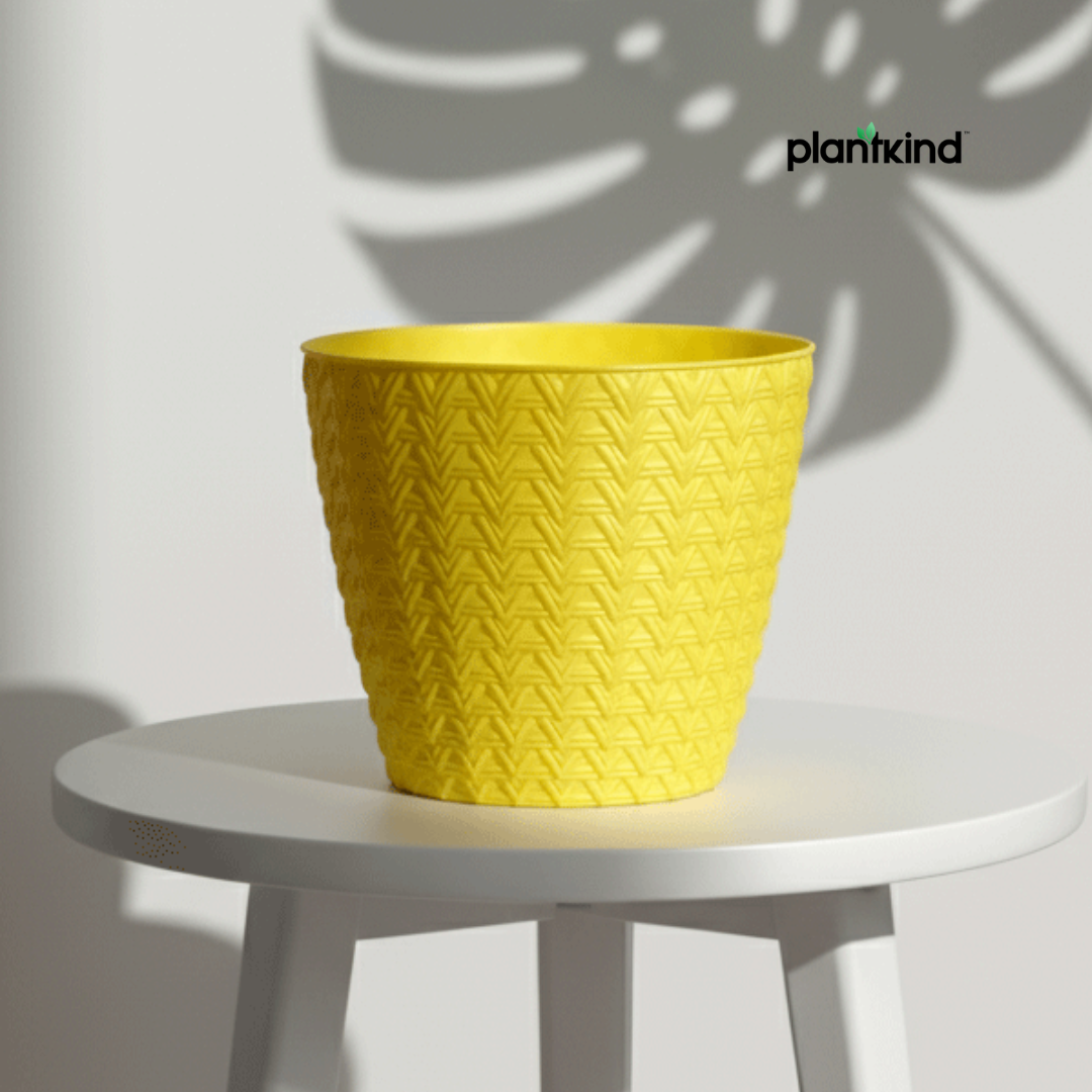 Plantkind Dollar 7 Plastic Pots 7 Inch | Plastic Pot | Pack of 1