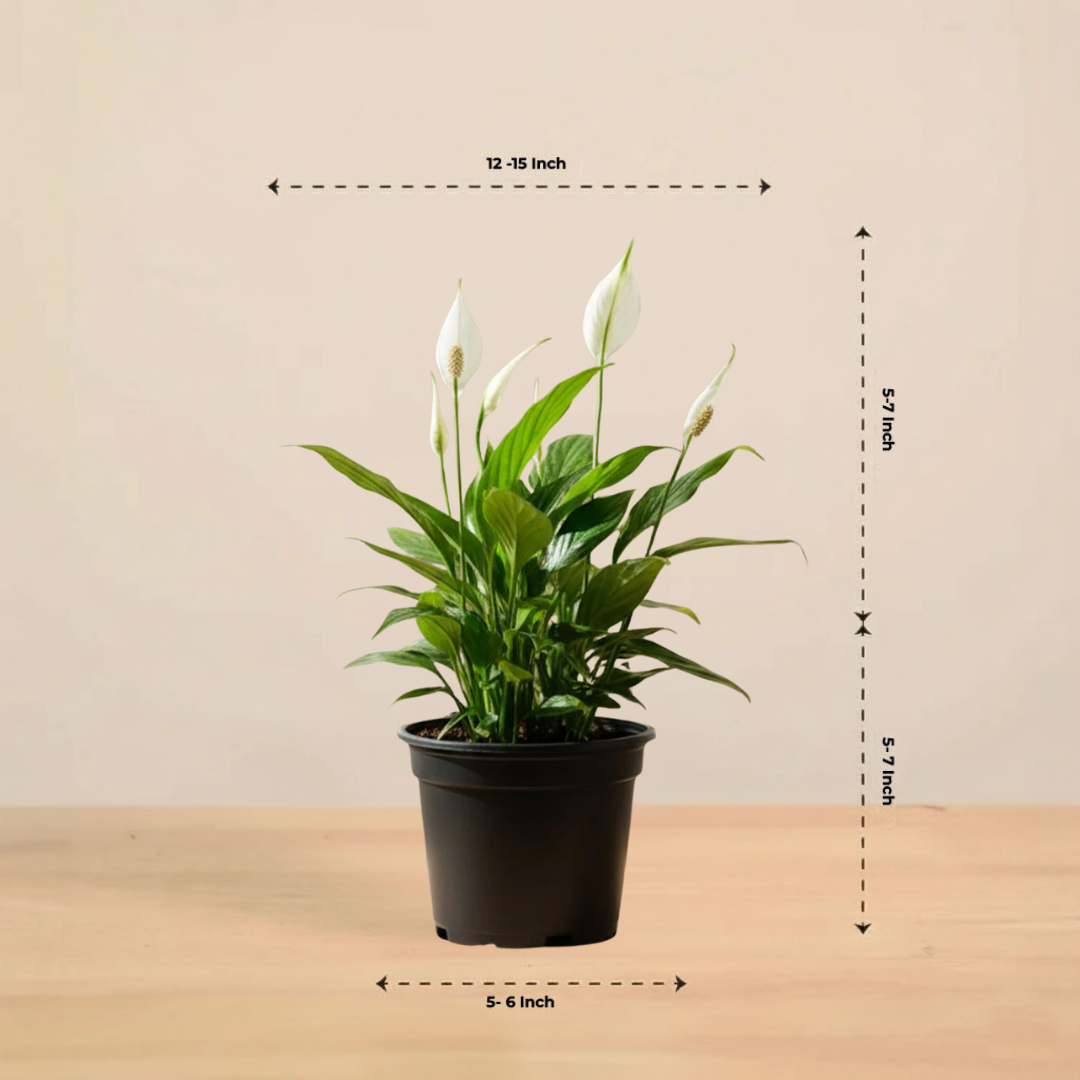 Peace Lily Plant | Indoor Plant | Air Purifier Plant |1 Live Plant with Grow Pot