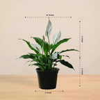Peace Lily Plant | Indoor Plant | Air Purifier Plant |1 Live Plant with Grow Pot