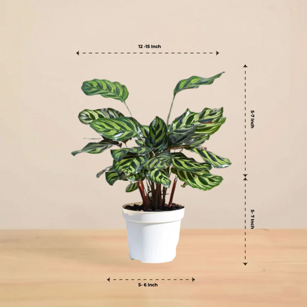 Peacock Plant | Indoor Ornamental Plant | 1 live Plant | Small