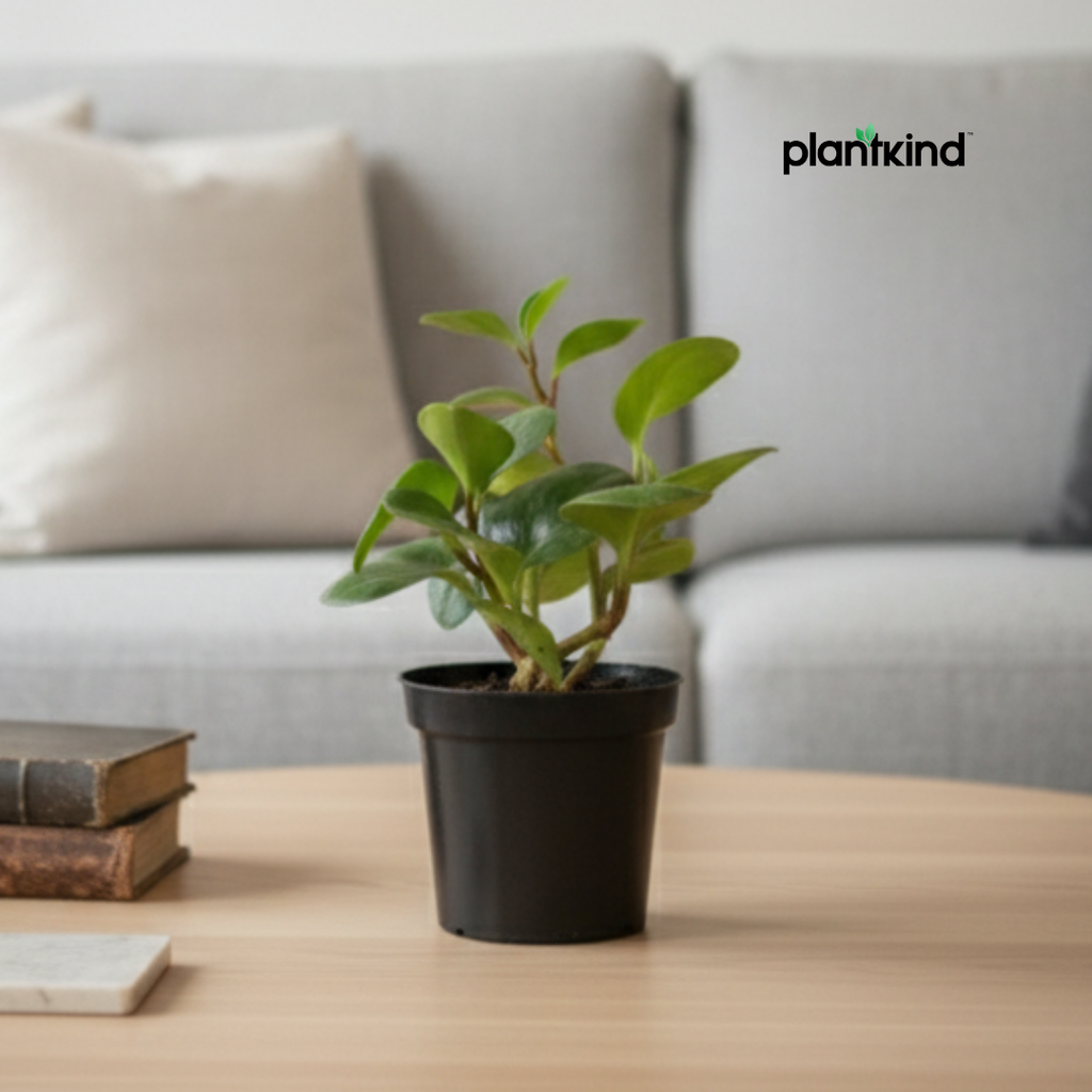 Peperomia Green | Air purifying Plant | Indoor plant | 1 Live Plant | Small