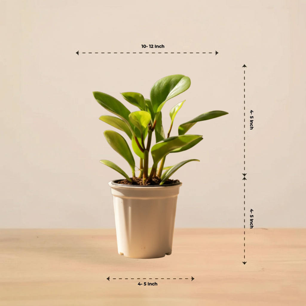 Peperomia Green | Air purifying Plant | Indoor plant | 1 Live Plant | Small
