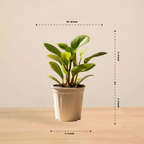 Peperomia Green | Air purifying Plant | Indoor plant | 1 Live Plant | Small