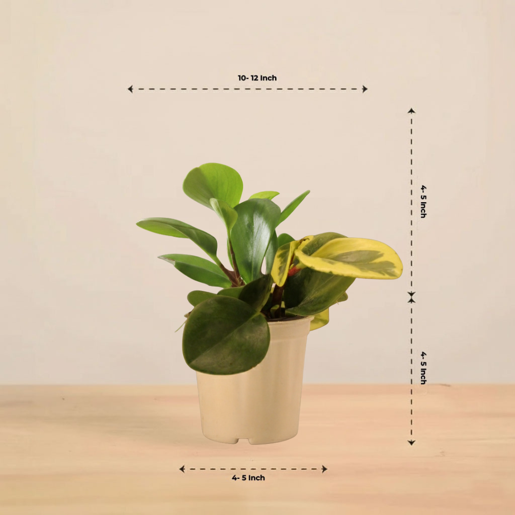 Peperomia Obtusifolia Variegated Plant | Air Purifying Plant| Indoor Plant | 1 Live Plant | Small