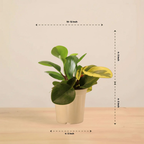Peperomia Obtusifolia Variegated Plant | Air Purifying Plant| Indoor Plant | 1 Live Plant | Small