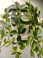 Peperomia Angulata Plant | Low Light Plants | 1 Live Plant