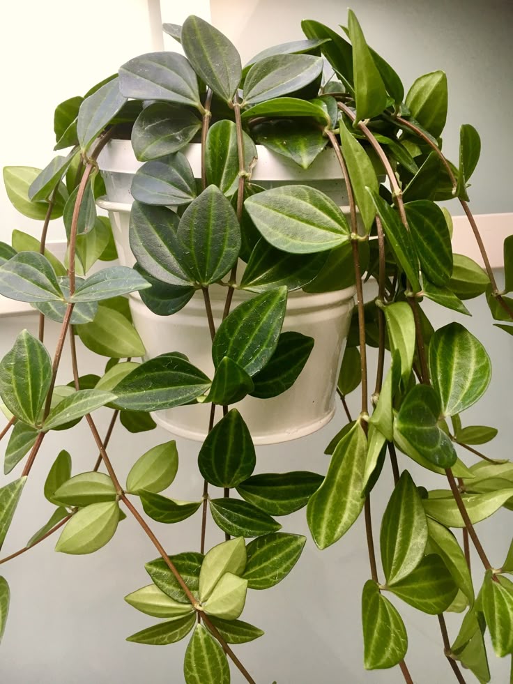 Peperomia Angulata Plant | Low Light Plants | 1 Live Plant