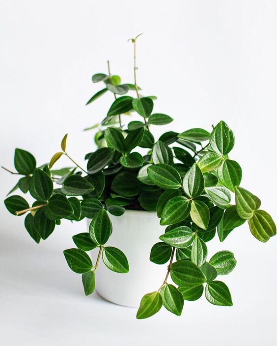 Peperomia Angulata Plant | Low Light Plants | 1 Live Plant