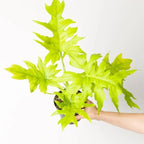 Philodendron Selloum Golden Plant | Flowering Plant |  1 Live Plant