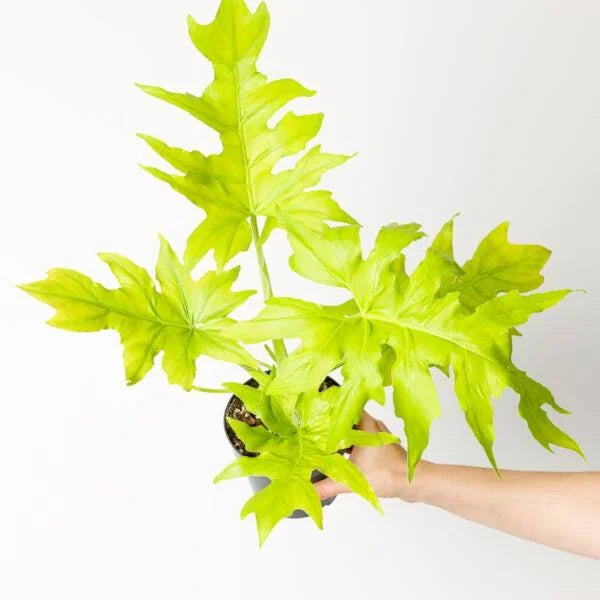Philodendron Selloum Golden Plant | Flowering Plant |  1 Live Plant