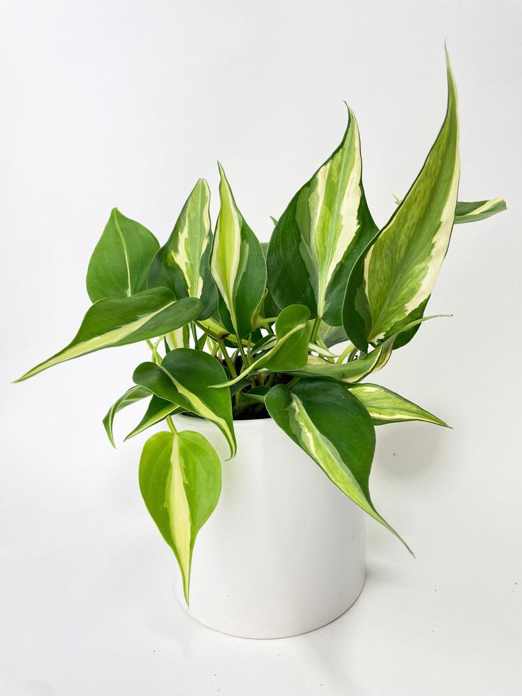 Philodendron Brasil Plant | Air Purifying Plant | 1 Live Plant