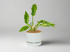 Philodendron Ring Of Fire Plant| Indoor Live Plant Pack Of 1